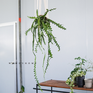 本木庐舍丨鱼骨令箭植物盆栽 茎叶如鱼骨绿植 仙人掌科 可爬可垂