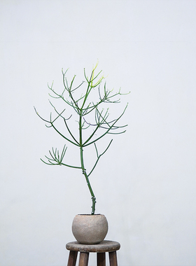 本木庐舍丨中型光棍树植物盆栽 绿玉树 牛奶树耐阴耐旱大型珊瑚树