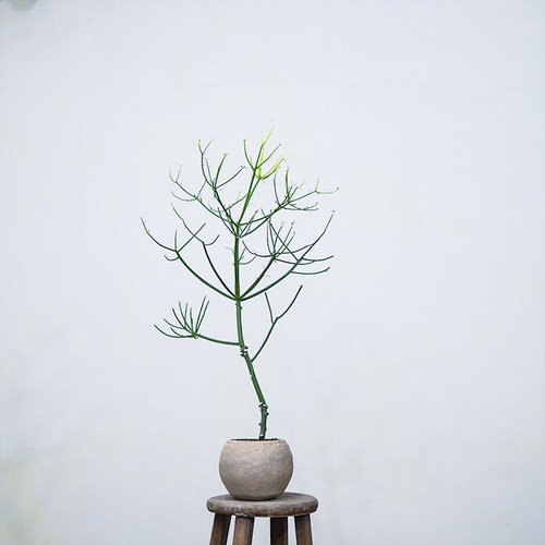 光棍树绿玉树植物耐旱耐阴