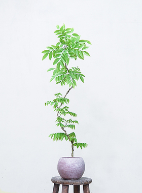 本木庐舍丨黄花梨树植物盆栽 名贵木材绿植 花梨木降香木室内耐阴