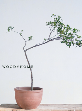 本木庐舍丨石斑木植物盆栽 大型造型盆景 春花树室内耐阴气质小众