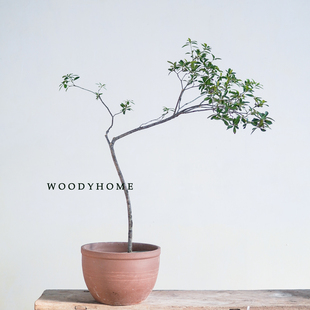 本木庐舍丨石斑木植物盆栽 大型造型盆景 春花树室内耐阴气质小众