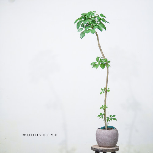 鹅掌柴鸭脚木简约设计师款耐阴
