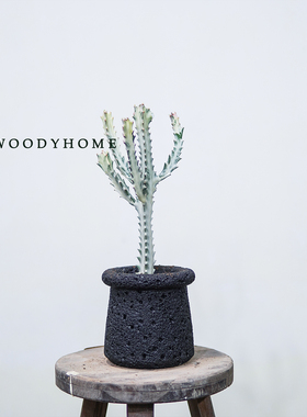 本木庐舍丨白龙骨白帝锦仙人掌绿植盆栽 沙漠风 稀有白色多头龙骨