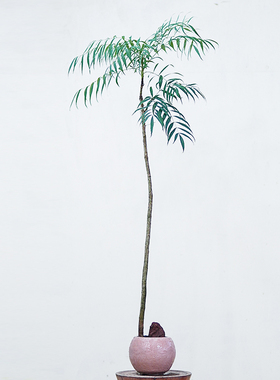 本木庐舍丨十大功劳植物盆栽 室内耐阴 传统盆景素材 黄天竹 耐寒