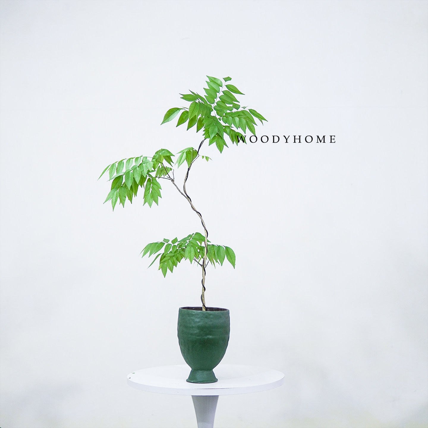 黄花梨树室内外观赏名贵