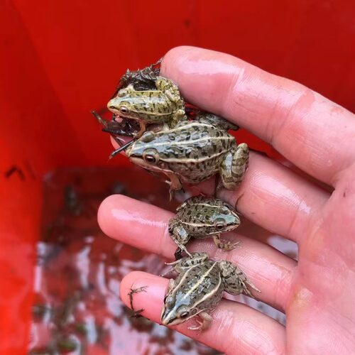 小青蛙人工养殖稻田黑斑青蛙喂养活饵饲料包活体充氧密封保活宠物