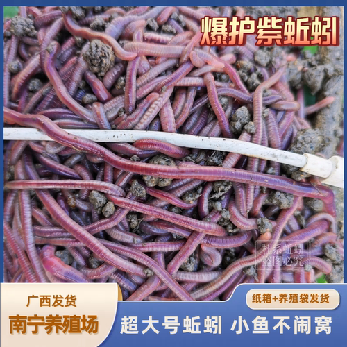 大号紫蚯蚓活体斤装打窝料蚯蚓种苗钓鱼垂钓鱼饵鲫鱼野钓鲜活饵料