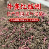 广西南宁牛粪大号斤装 红蚯蚓鲜活饵料野钓打坑鲫鱼黑窝红虫活饵