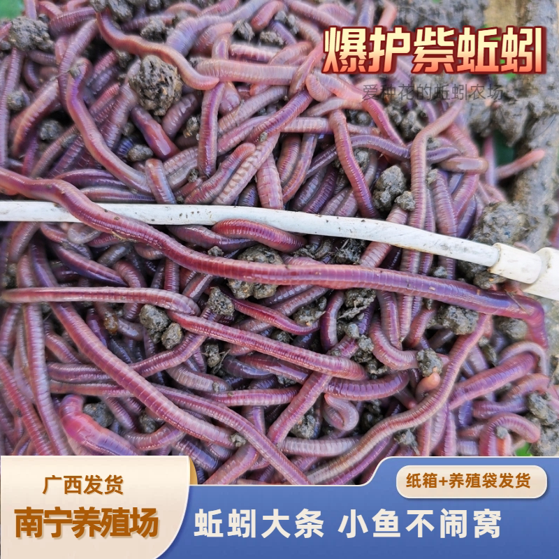 大号紫蚯蚓活体斤装打窝料蚯蚓种苗钓鱼垂钓鱼饵鲫鱼野钓鲜活饵料