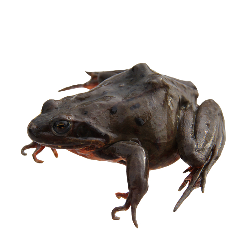 超兩活林蛙豹子哈什螞籽雪蛤