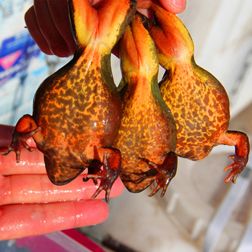 定两大母蛙大油大籽顺丰鲜活到家