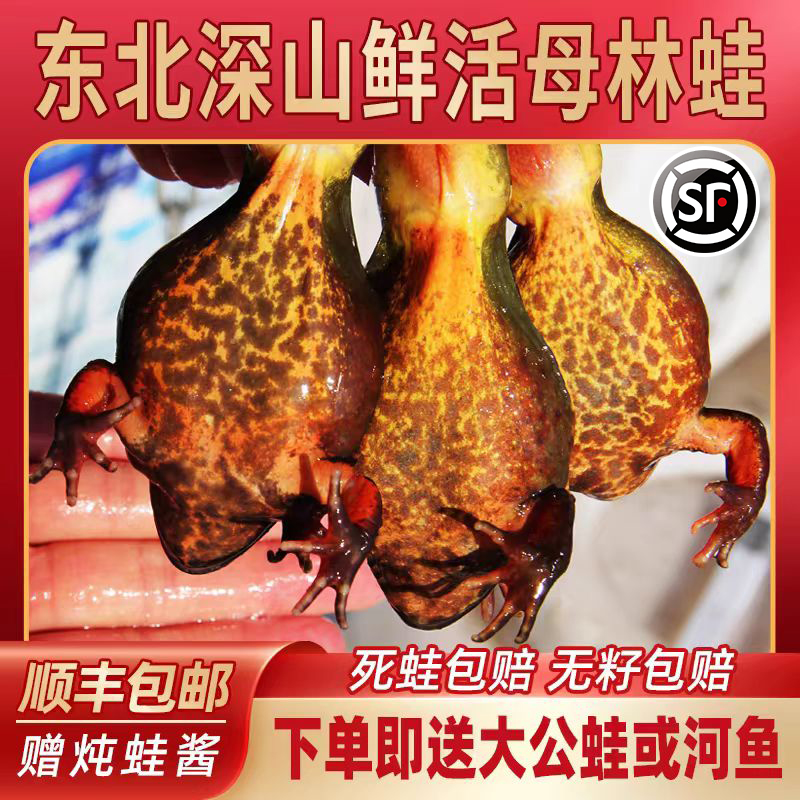 深山活林蛙 雪蛤 母蛤蟆 哈士蟆 母豹子 爆籽满油鲜活 东北河鲜蛙
