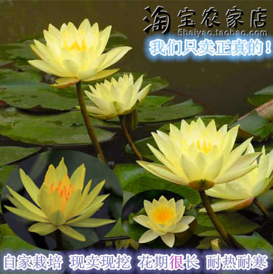 水缸睡莲金黄色水培緑植新品上市