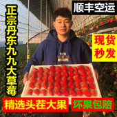 包邮 丹东99大草莓九九红颜新鲜现摘现发甜牛奶油孕妇当季 水果顺丰