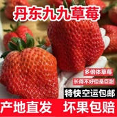 丹东九九多倍体草莓红颜奶油畸形大扁果新鲜现摘丑大漂亮空运 包邮
