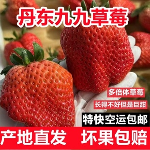 丹东九九多倍体草莓红颜奶油畸形大扁果新鲜现摘丑大漂亮空运包邮