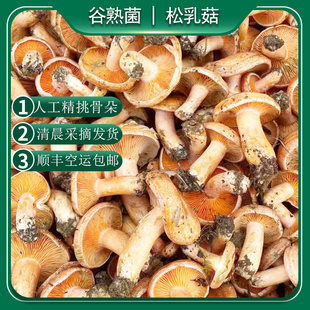 2026新鲜野生黄枞树菌云南松树菇三九菇寒菌谷熟菌天鹅菌雁雁来蕈