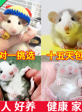 花枝鼠活体卷毛易养家养粘人小宠物活物宿舍网红儿童萌宠健康亲人