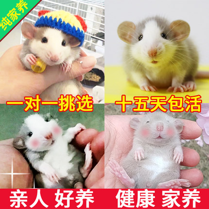花枝鼠活体卷毛易养家养粘人小宠物活物宿舍网红儿童萌宠健康亲人