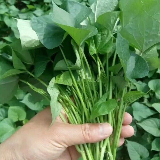 现摘现发湖北新鲜红薯尖红薯叶红苕尖地瓜尖长寿菜番薯叶番薯尖