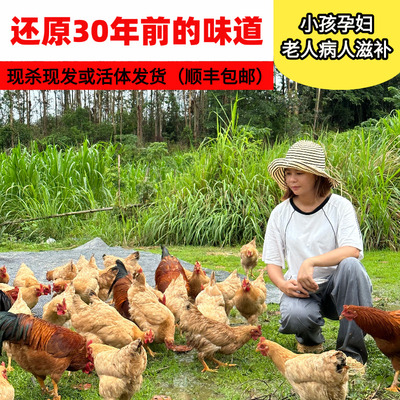 怀集山头散养土鸡现杀或活鸡发货
