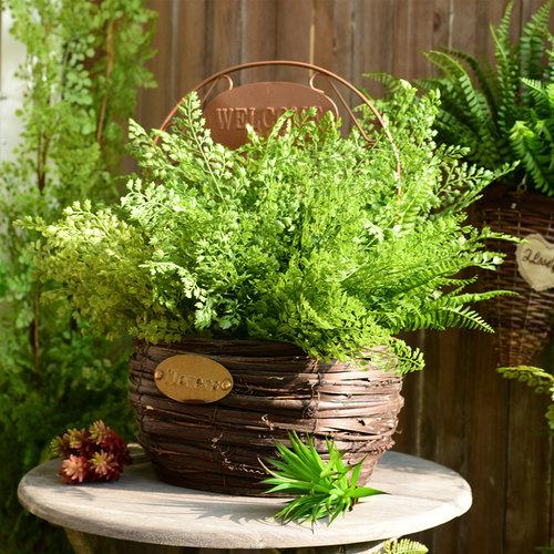 仿真波斯蕨迷迭香松针摄影装饰花