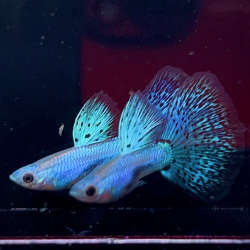 新品稀有蓝孔雀新加蓝草尾