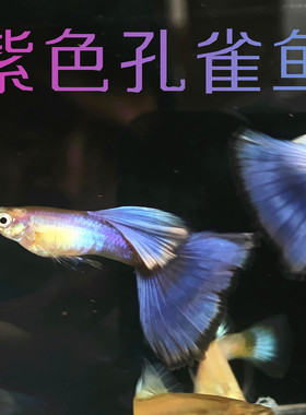 拉朱莉紫尾紫色孔雀鱼稀有特殊品种活体观赏鱼热带鱼
