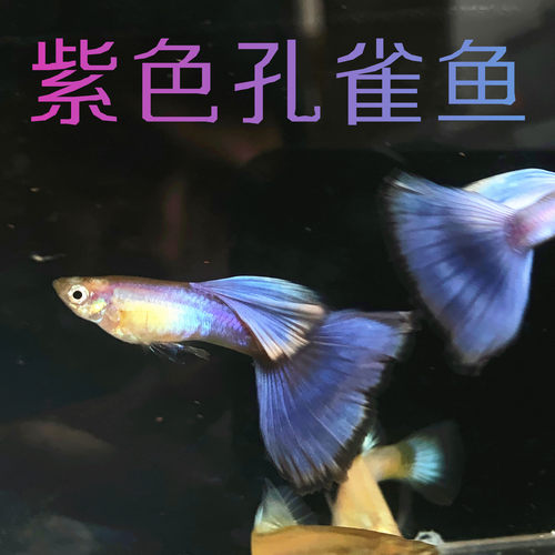 拉朱莉紫尾紫色孔雀鱼