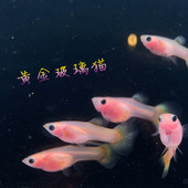 黄金玻璃猫玻璃体大C孔雀鱼黄蕾丝玻璃猫球体凤尾精品热带透明鱼