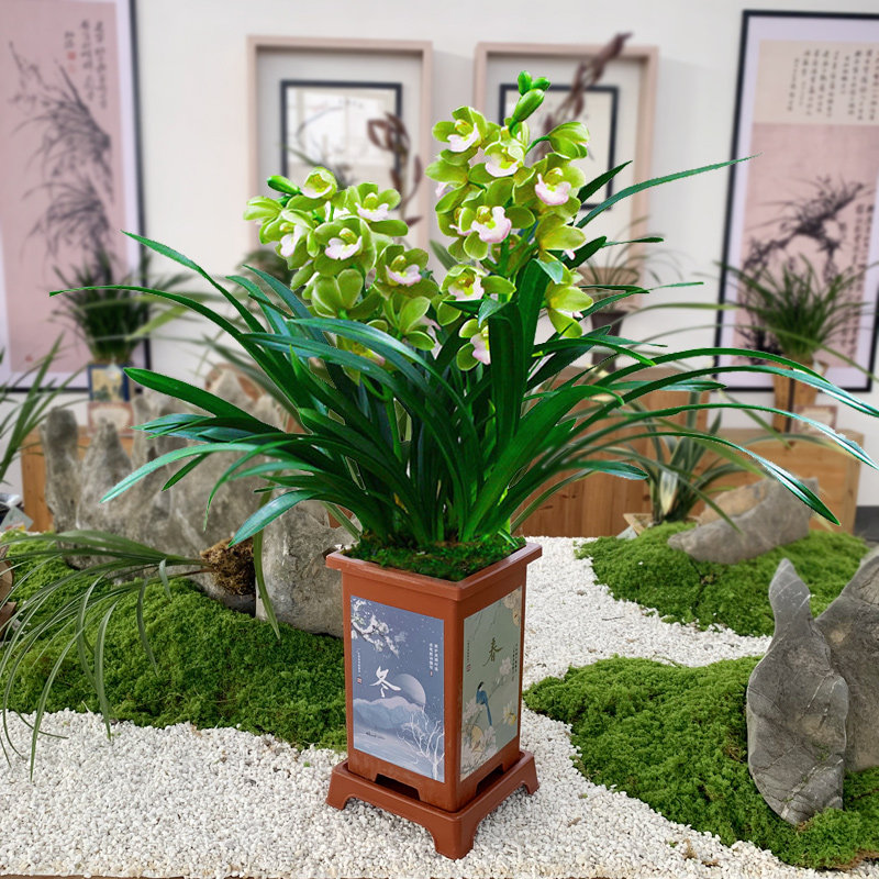 香水香兰盆栽蕙兰花卉绿植物浓香好养