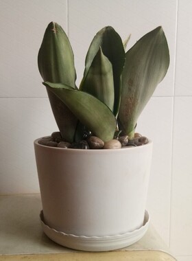 20元简约哑光白色圆形配托盘陶瓷多肉植物花盆家居绿植摆设景观盆