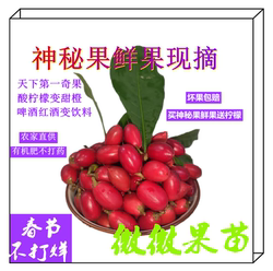 神秘果鲜果 送柠檬神奇酸变甜解酒 蜜拉圣果罕见时令水果变味果