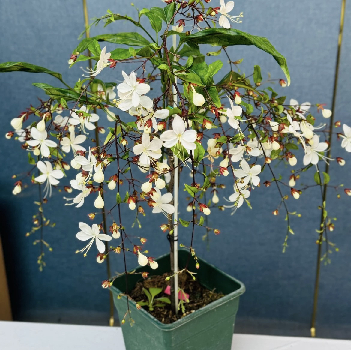 泰国垂丝茉莉室内好养网红花卉观赏绿植盆栽