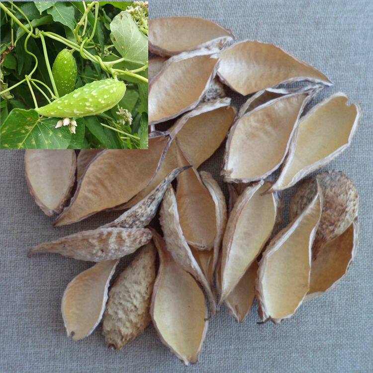 天然植物萝藦壳 天浆壳 牛角蔓 哈喇瓢羊角 果萝荚  奶浆 5个8个