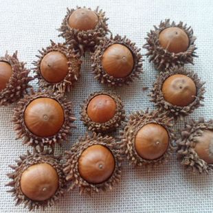 天然橡果完整一对 植物不能食用 野生橡子 橡果子 果实 浆果手工