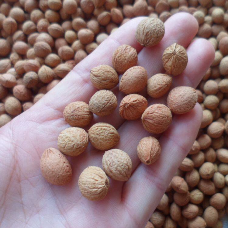 纯天然植物 榆叶梅果实核干花干果自然风干 不带皮拍照