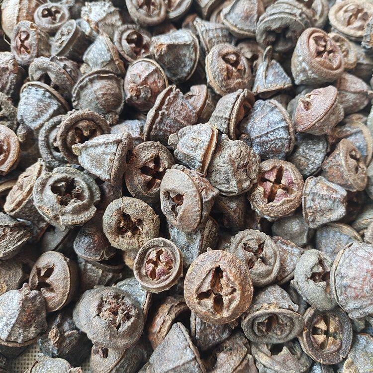 天然植物 一口钟 红喇叭花 干果干花 15个 25个艺术拍照装饰