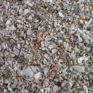 海滩海沙 天然沙粒 含有碎贝壳小石头 海沙搭配 鱼缸垫底