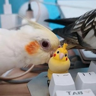 2023新款卡通手办可爱立体鹦鹉十字轴键帽个性手工定制创意礼物装