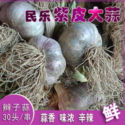 甘肃农特产民乐紫皮大蒜2025年新干蒜整辫子腌蒜泡蒜香味浓产地发