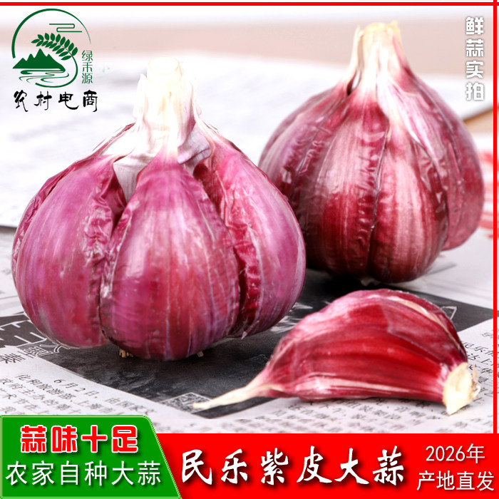 甘肃农家自种特级紫皮大蒜民乐