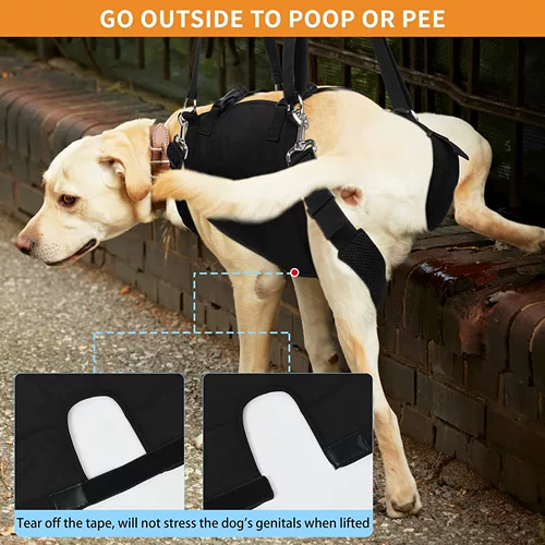 Вспомогательная полоса домашних собак средних и крупных пожилых пожилых собак вверх и вниз по лестнице Тира, чтобы взять носилки