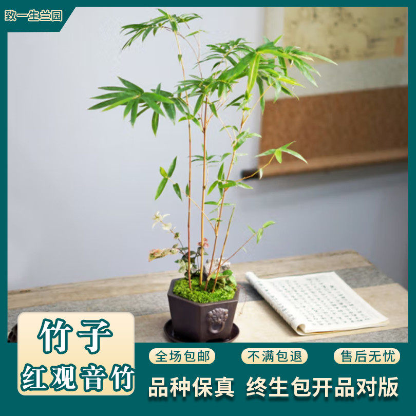 致一生兰园红运观音竹客厅庭院阳台盆景绿植寓意节节高好养易活
