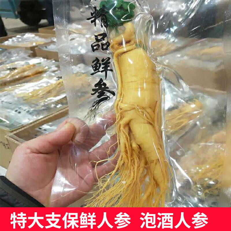 特大人参保鲜参单支装长白山鲜人参一斤东北人参泡酒煲汤餐饮专用