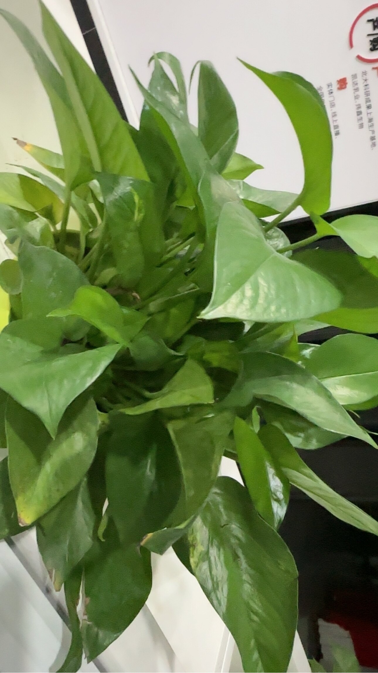 测试绿萝盆栽绿箩空气水培植物绿桌面绿植