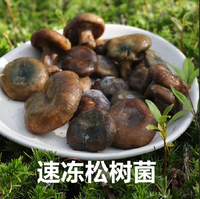 枞树菌菇安徽土特产松树菇菌乌菌