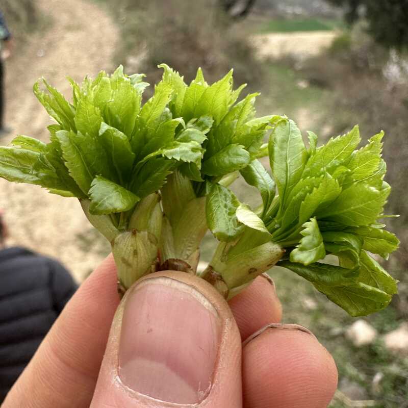 甘肃特产野菜新鲜现摘五爪子野菜五叶菜刺五加五月儿新鲜野菜包邮