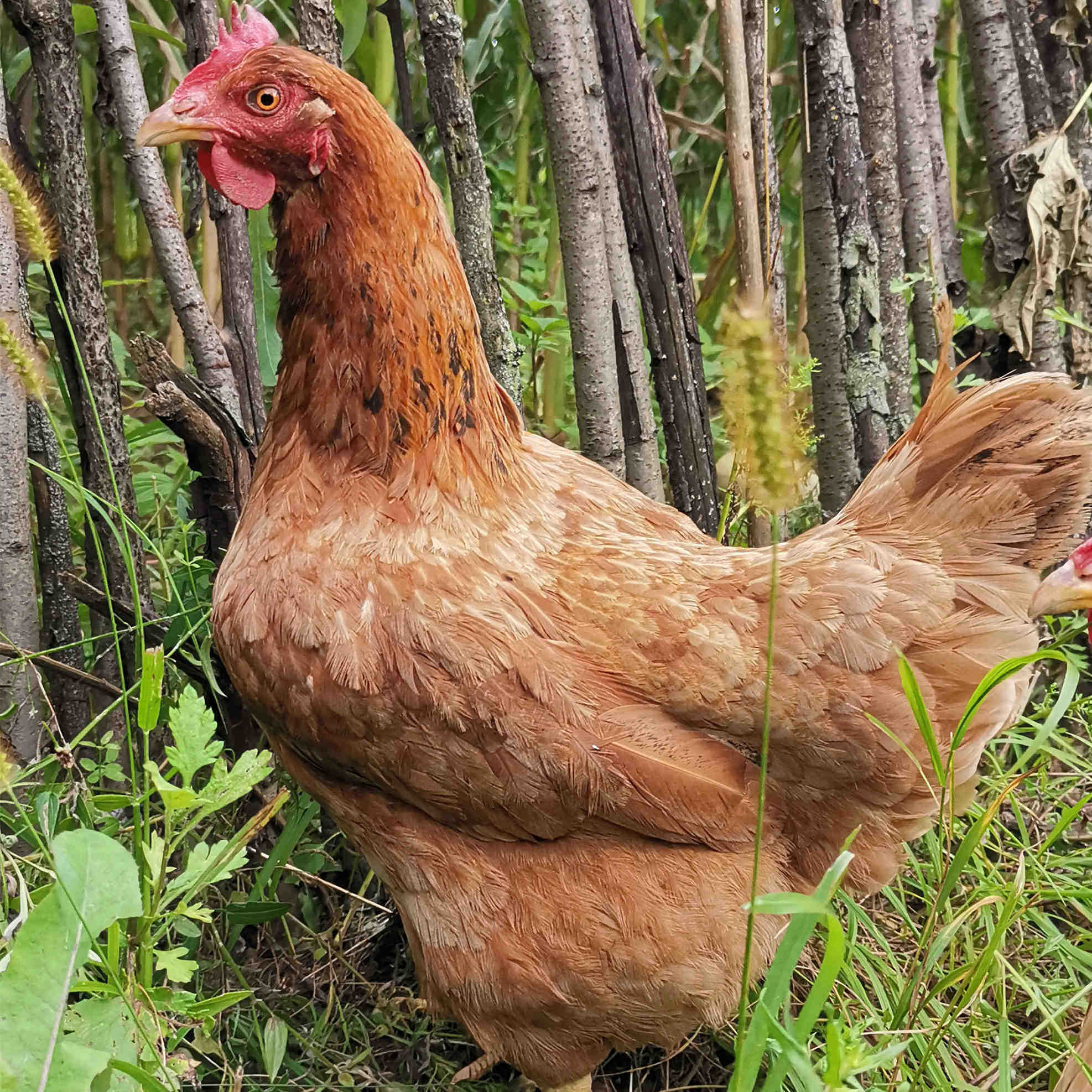 甘肃正宗土鸡农家散养老母鸡活鸡现杀新鲜整只散养鸡净重三斤老鸡